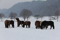 Winterweide Oberramsern 12-13 (1)